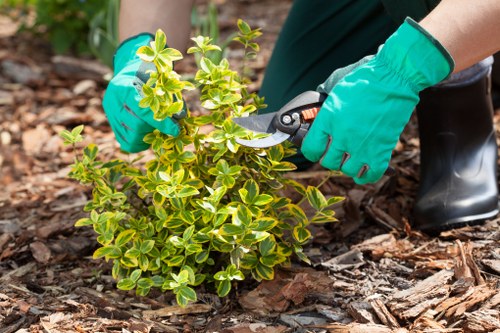 Safe tree removal techniques in Kentish Town