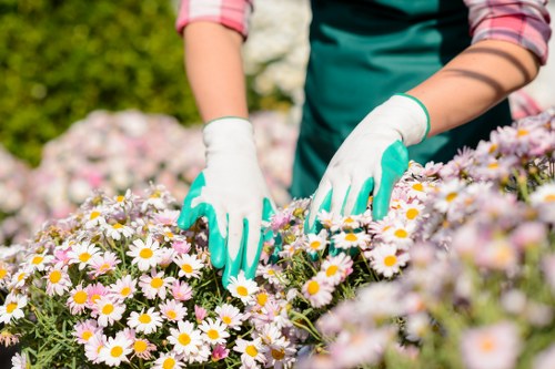 A gardener wearing a teal apron and white gardening gloves is tending to a vibrant flowerbed filled with blooming daisies featuring white petals and yellow centers. The garden is situated outdoors in a well-maintained space, with the foreground showcasing a dense cluster of daisies and the background including lush green shrubs and trees, indicating a landscaped garden area typical of residential properties in Kentish Town. The scene is illuminated by natural daylight, suggesting a clear or partly cloudy weather day. The gardener's hands are actively engaged in pruning or deadheading the flowers, demonstrating outdoor maintenance activity. The overall environment reflects a tidy and aesthetically pleasing garden designed for outdoor enjoyment and aesthetic appeal, aligning with professional gardening services offered by Gardening Services Kentish Town. The image emphasizes natural tones of green, white, and yellow, along with the textures of soft flower petals, the sturdy stems, and the smooth garden gloves, capturing a peaceful, well-organized garden space suitable for regular upkeep and gardening enhancement services.